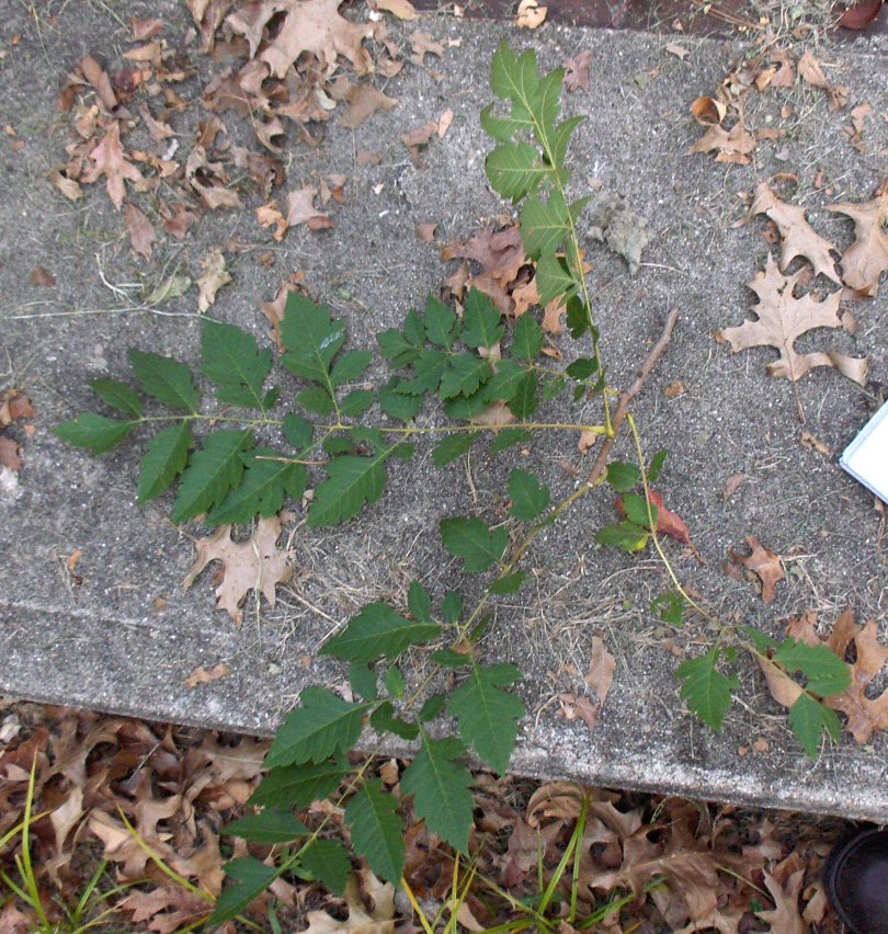 Picture of Koelreuteria paniculata  Golden Rain Tree