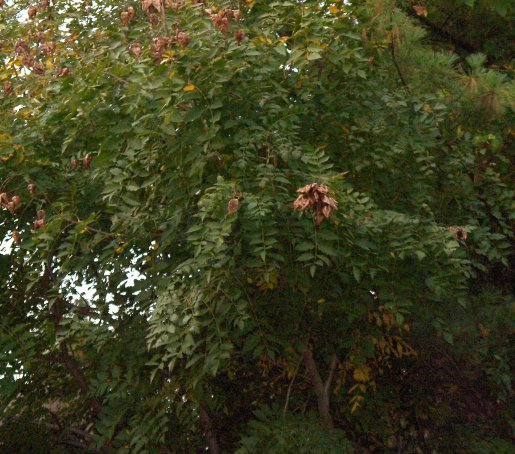 Picture of Koelreuteria paniculata  Golden Rain Tree