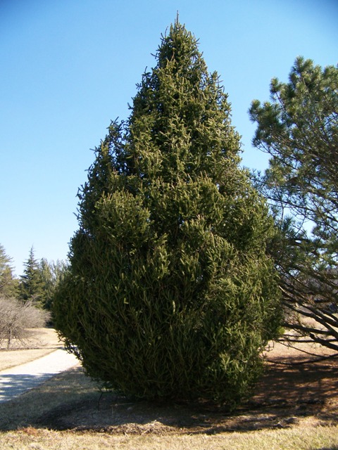 Picea abies Kopsfastigiatepiceaabies.JPG