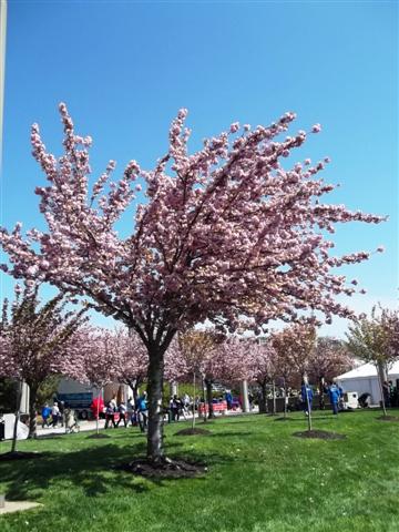 Picture of Prunus serrulata 'Kwanzan' Kwanzan Double Flowering Cherry