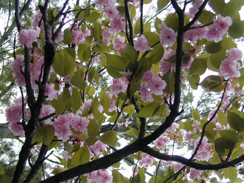 Picture of Prunus serrulata 'Kwanzan' Kwanzan Double Flowering Cherry