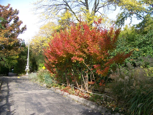 Lagerstroemia indica Lagerstroemia.Catawba.cz.JPG