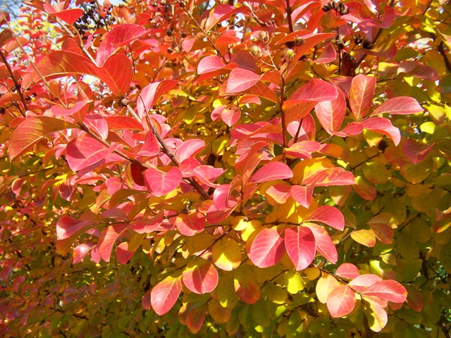 Lagerstroemia indica Lagerstroemia.Catawba.fallcolor.JPG