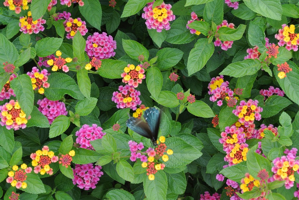 Picture of Lantana camara 'Landmark Sunrise Rose' Landmark Sunrise Rose Lantana