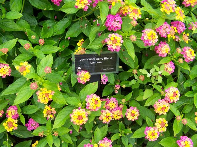Picture of Lantana  Luscious Berry Blend Luscious Berry Blend Lantana