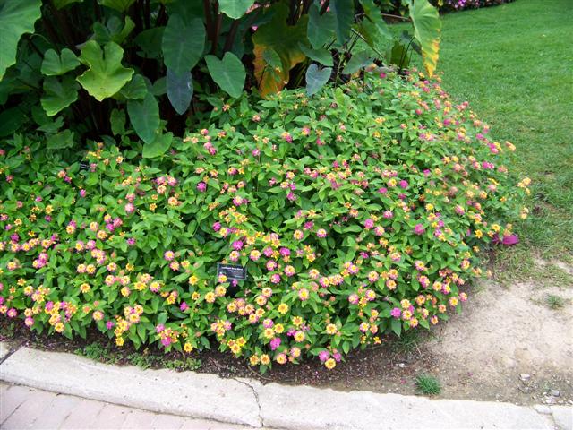 Picture of Lantana  Luscious Berry Blend Luscious Berry Blend Lantana