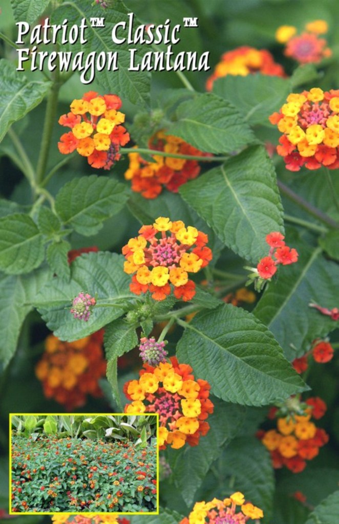 Picture of Lantana camara 'Patriot Classic Firewagon' Patriot Classic Firewagon Lantana