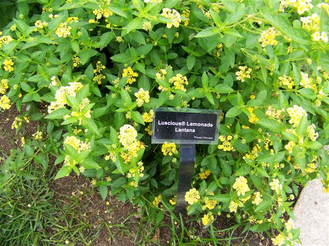 Picture of Lantana  Luscious Lemonade Luscious Lemonade Lantana