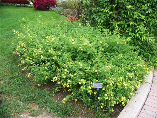 Picture of Lantana  Luscious Lemonade Luscious Lemonade Lantana