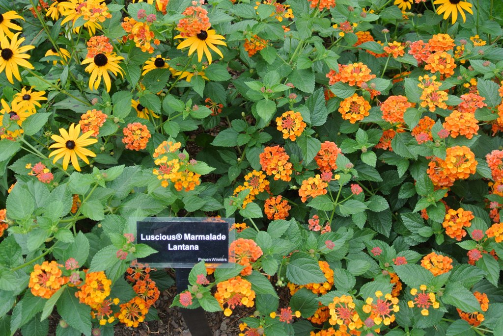 Picture of Lantana camara 'Luscious Marmalade' Luscious Marmalade Lantana