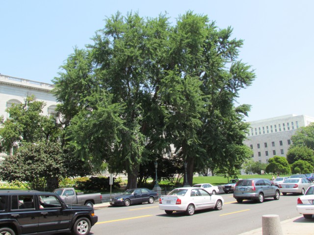 Ginkgo biloba LargeGinkgoLibraryOfCongressJeffersonBuilding.JPG