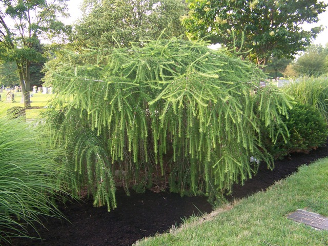 Picture of Larix decidua 'Pendula' Weeping Larch