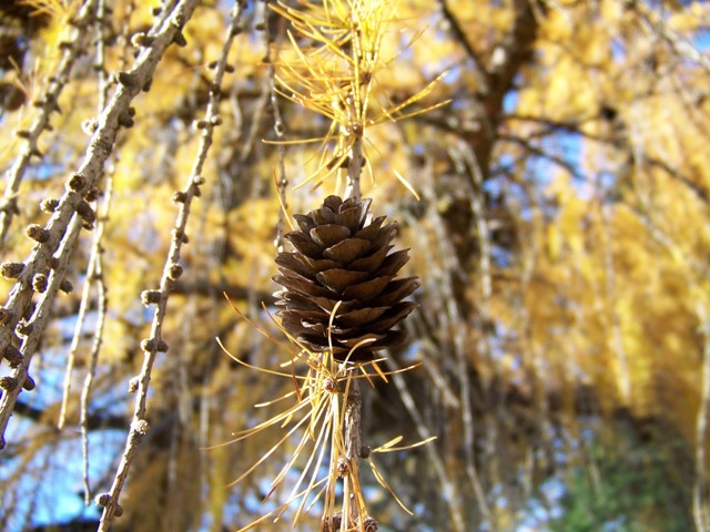 Larix decidua Larix_cone.JPG