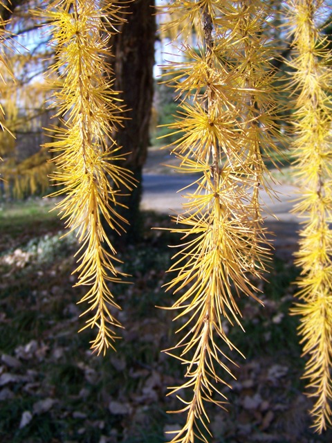 Larix decidua Larix_fall_foliage.JPG