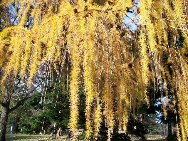 Larix decidua Larix_foliage_fall.JPG