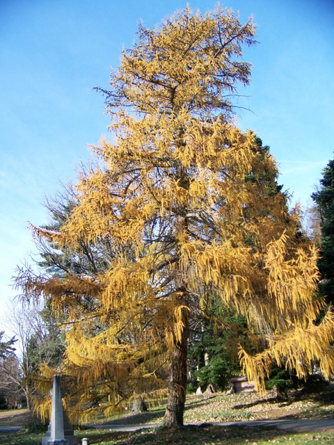 Larix decidua Larixdecidua.JPG