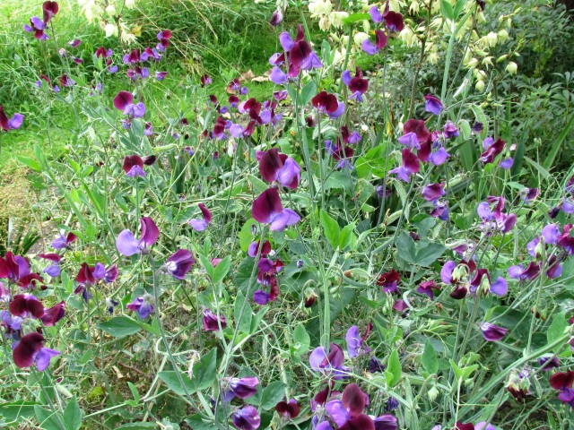 Lathyrus odoratus LathyrusOdoratusCupaniiFulLPlantCUBG.JPG