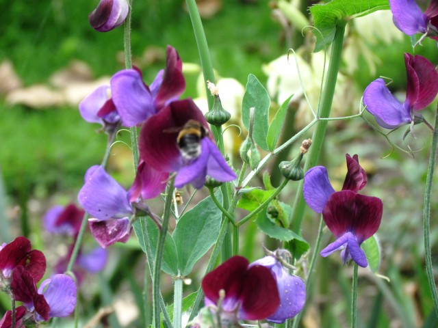 Lathyrus odoratus LathyrusOdoratusFlowerCloseBeeCUBG.JPG