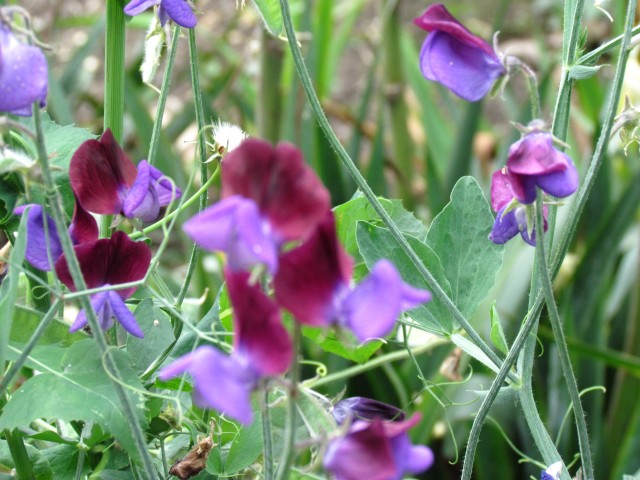 Lathyrus odoratus LathyrusOdoratusFlowerCloseCUBG.JPG