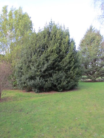 Laurus nobilis LaurisNobilisFull1.JPG