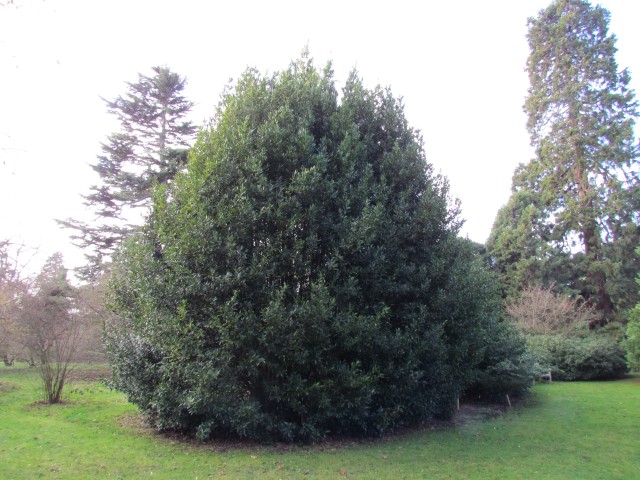 Laurus nobilis LaurisNobilisFull2.JPG