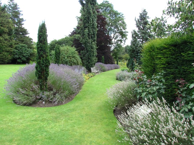 Lavandula angustifolia LavandulaCUBG.JPG