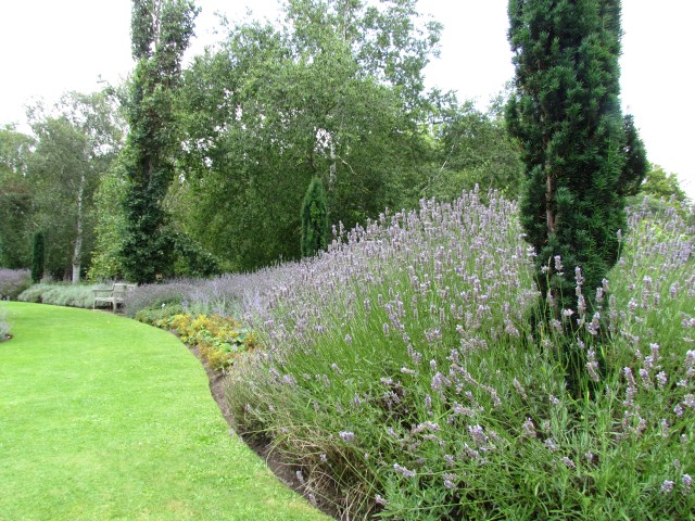 Lavandula angustifolia LavandulaCUBG2.JPG