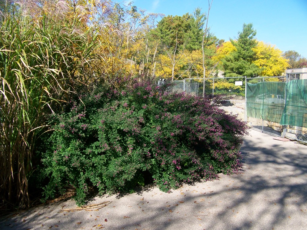 Picture of Lespedeza liukiuensis 'Little Volcano' Little Volcano Bushclover