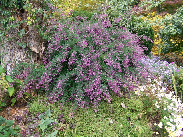 Picture of Lespedeza liukiuensis 'Little Volcano' Little Volcano Bushclover