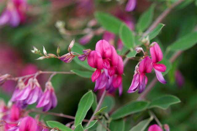 Picture of Lespedeza thunbergii 'Gibraltar' Gibralter Bushclover