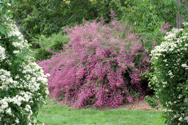 Picture of Lespedeza thunbergii 'Gibraltar' Gibralter Bushclover