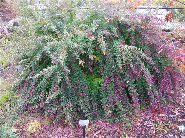 Picture of Lespedeza liukiuensis 'Little Volcano' Little Volcano Bushclover