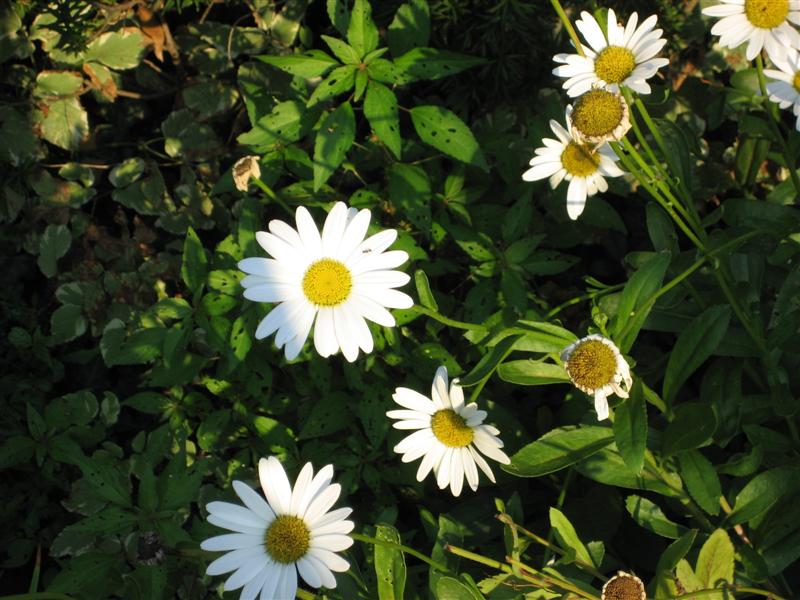 Leucanthemum superbum Leucanthemum_superbum_flower.JPG