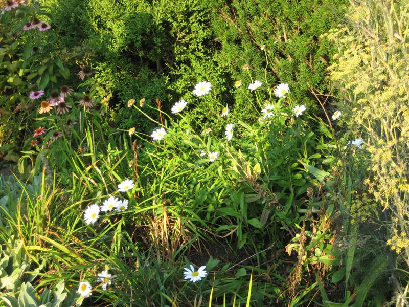 Leucanthemum superbum Leucanthemum_superbum_plant.JPG