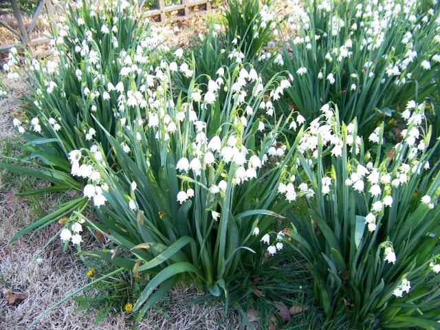 Picture of Leucojum%20aestivum%20%20Giant%20Snowflake