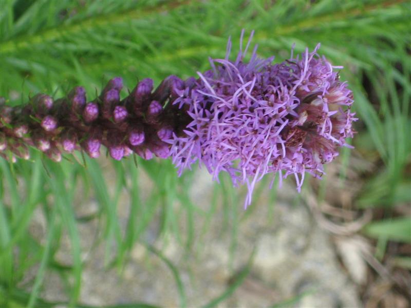 Liatris spicata Liatris_spicata.JPG