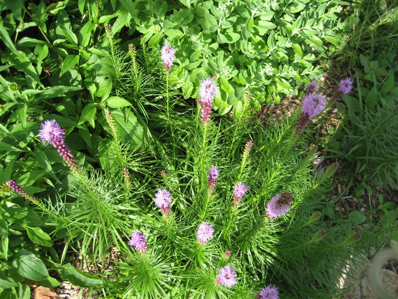 Liatris spicata Liatris_spicata_close.JPG