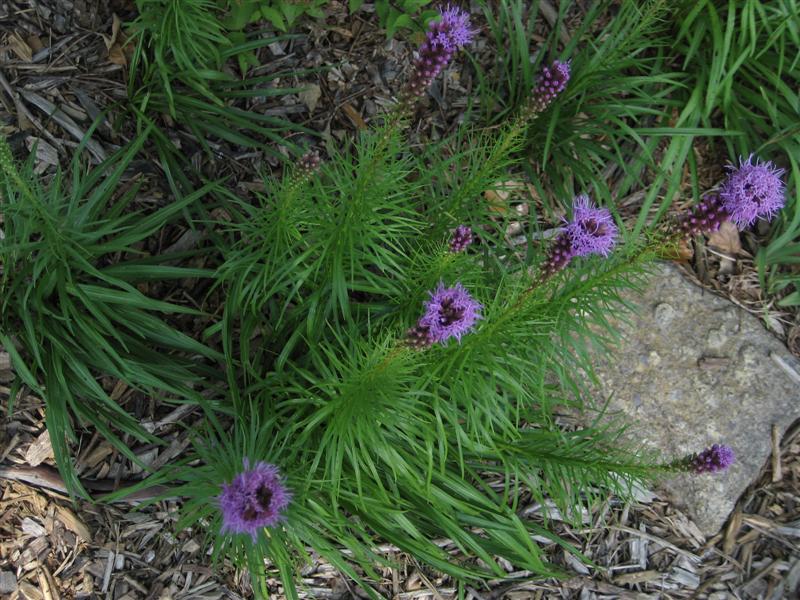 Liatris spicata Liatris_spicata_plant.JPG