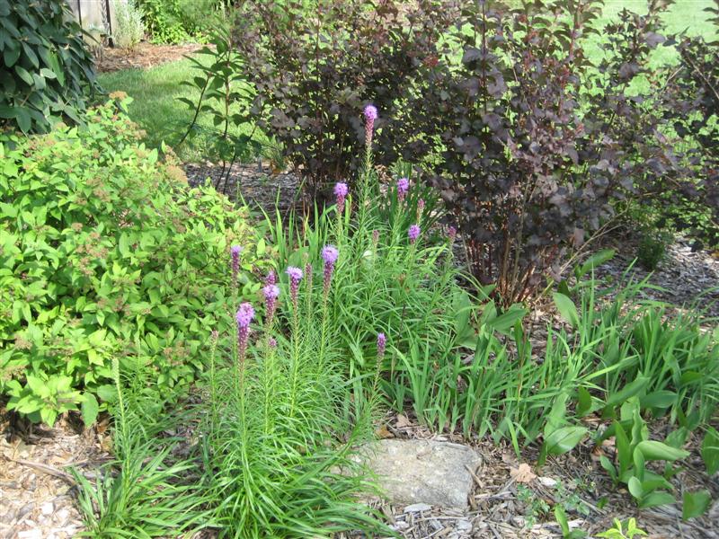 Liatris spicata Liatris_spicata_planting.JPG