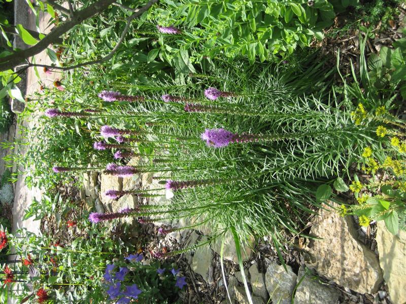 Liatris spicata Liatris_spicata_side.JPG