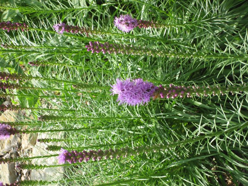 Liatris spicata Liatris_spicata_side_close.JPG