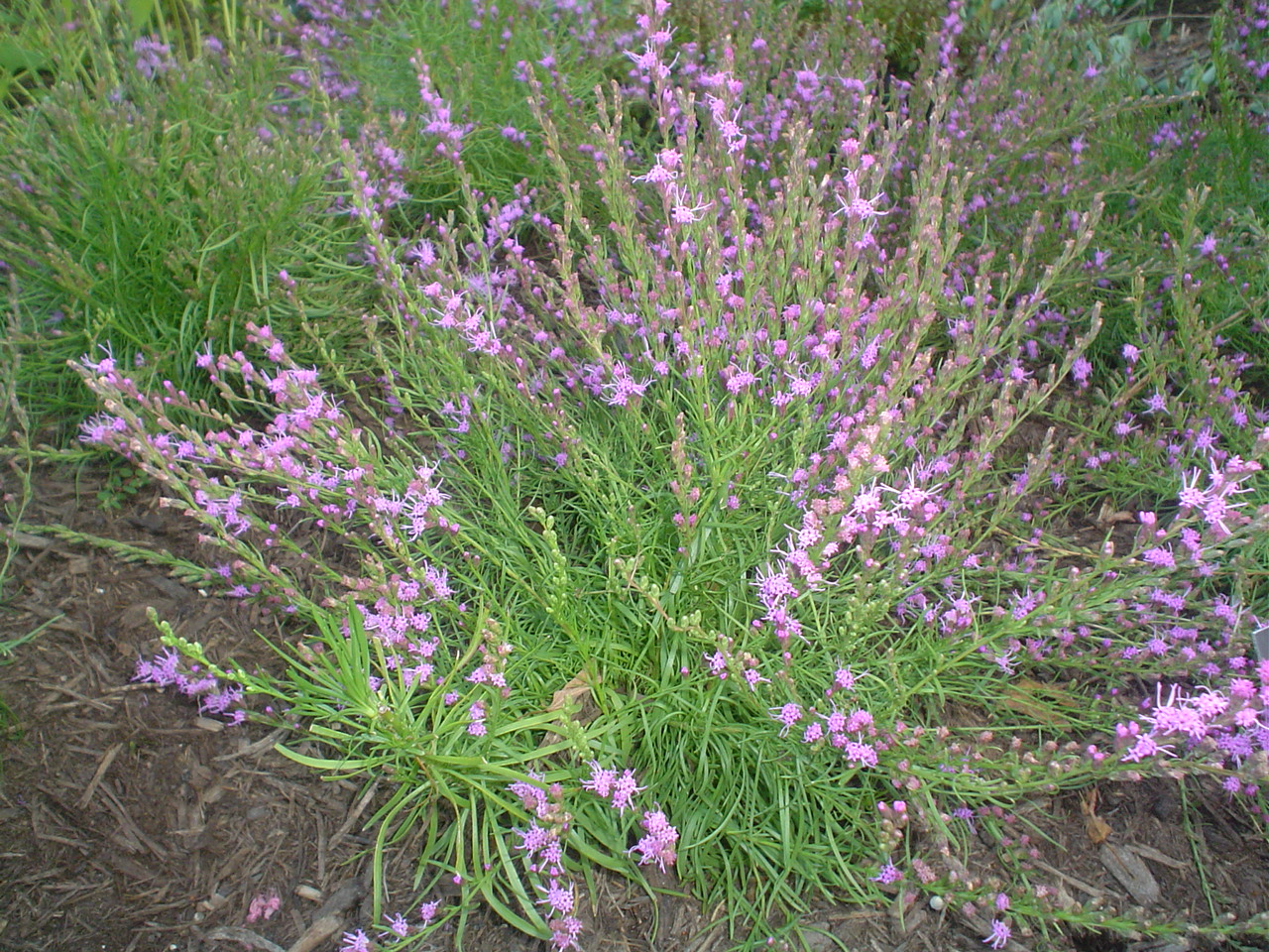 Picture of Liatris microcephala  Dwarf Blazing Star