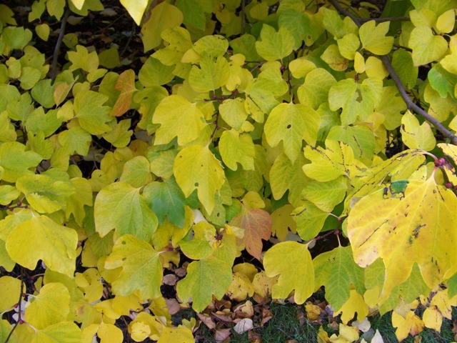 Picture of Lindera obtusiloba  Spicebush