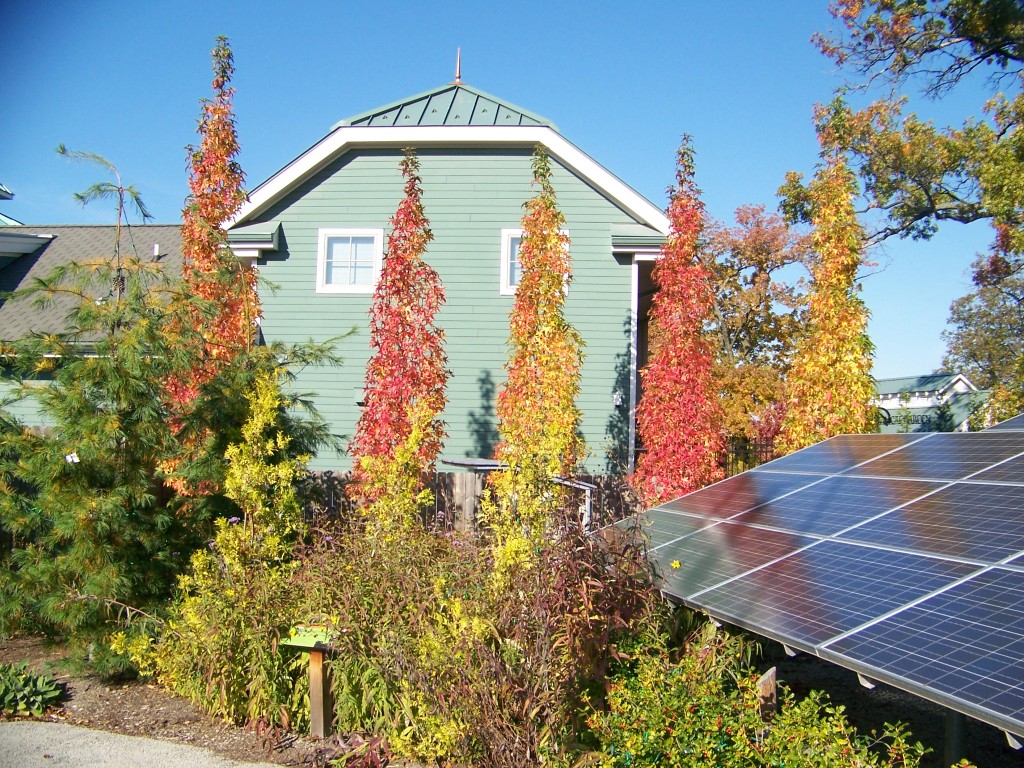 Picture of Liquidambar%20styraciflua%20%27Slender%20Silhouette%27%20Slender%20Silhouette%20Sweetgum