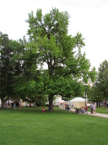 Liquidambar styraciflua LiquidambarStyracifluaCapitolHill2.JPG