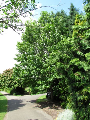 Liquidambar styraciflua LiquidambarStyracifluaLaneRobersFullCUBG.JPG