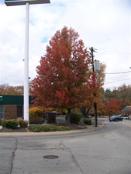 Picture of Liquidambar styraciflua   Sweetgum