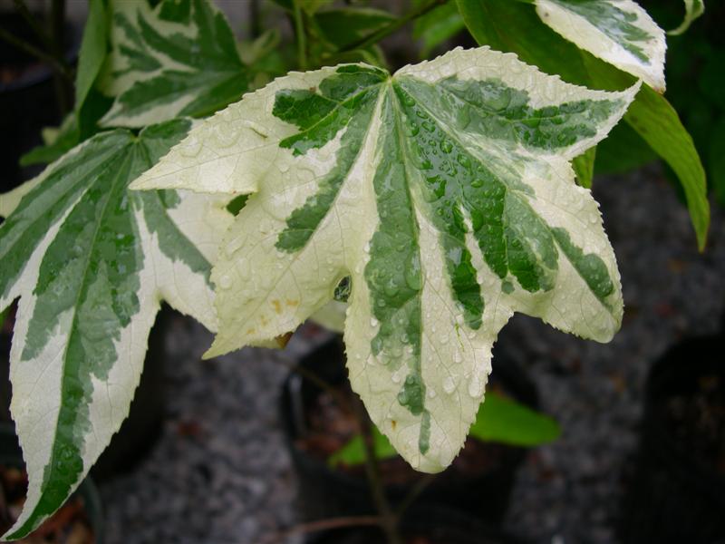 Picture of Liquidambar styraciflua 'Silver King' Variegated Sweetgum