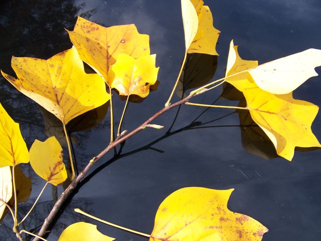 Picture of Liriodendron tulipifera  Tulip Poplar or Tuliptree