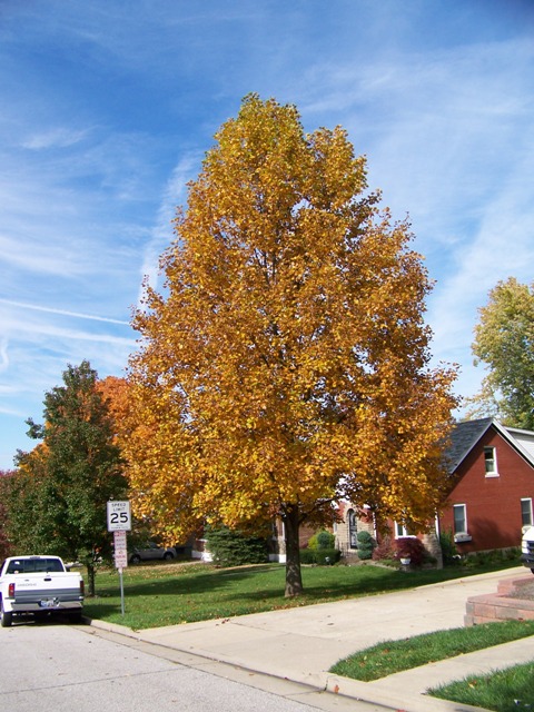 Liriodendron tulipifera Liriodendron.tulipifera.JPG